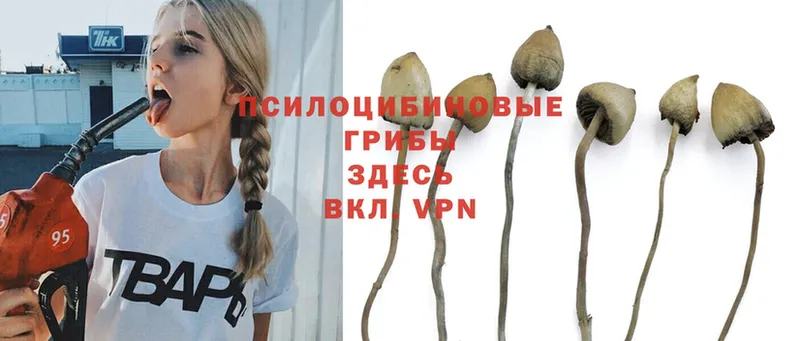 Псилоцибиновые грибы Magic Shrooms  закладки  Окуловка 